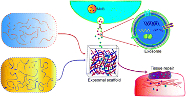 Graphical abstract: Cell-free exosome-laden scaffolds for tissue repair