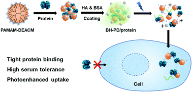 Graphical abstract: Photoenhanced cytosolic protein delivery based on a photocleavable group-modified dendrimer