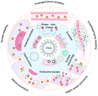 Graphical abstract: Virus-inspired nanosystems for drug delivery