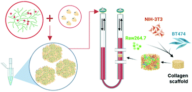 Graphical abstract: Triggering the nanophase separation of albumin through multivalent binding to glycogen for drug delivery in 2D and 3D multicellular constructs