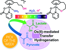 Graphical abstract: Osmium(ii) tethered half-sandwich complexes: pH-dependent aqueous speciation and transfer hydrogenation in cells