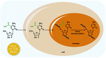 Graphical abstract: Direct decarboxylation of ten-eleven translocation-produced 5-carboxylcytosine in mammalian genomes forms a new mechanism for active DNA demethylation