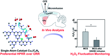 Graphical abstract: A single-atom Cu–N2 catalyst eliminates oxygen interference for electrochemical sensing of hydrogen peroxide in a living animal brain