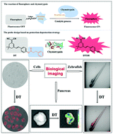 Graphical abstract: A non-peptide probe for detecting chymotrypsin activity based on protection–deprotection strategy in living systems