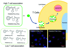 Graphical abstract: Carboxy-terminal dendrimers with phenylalanine for a pH-sensitive delivery system into immune cells including T cells