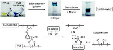 Graphical abstract: Phospholipid polymer hydrogels with rapid dissociation for reversible cell immobilization