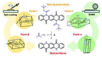 Graphical abstract: Precursor polymorph determines the organic semiconductor structure formed upon annealing