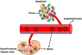 Graphical abstract: Toxicity and efficacy of green tea catechin derivative-based micellar nanocomplexes for anticancer protein delivery