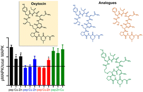 Graphical abstract: Investigation of metal modulation of oxytocin structure receptor-mediated signaling