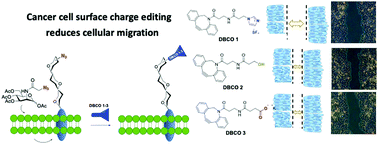 Graphical abstract: Reengineering of cancer cell surface charges can modulate cell migration