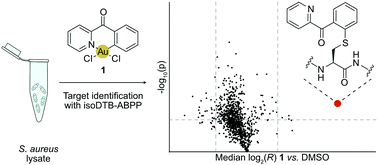 Graphical abstract: Competitive profiling of ligandable cysteines in Staphylococcus aureus with an organogold compound