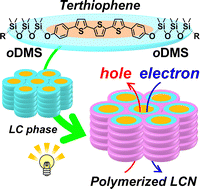 Graphical abstract: Charge transport in liquid crystal network of terthiophene-siloxane block molecules