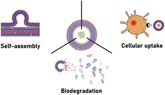 Graphical abstract: Polymersome-based protein drug delivery – quo vadis?