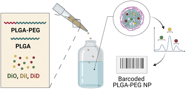 Graphical abstract: Identification of fluorescently-barcoded nanoparticles using machine learning