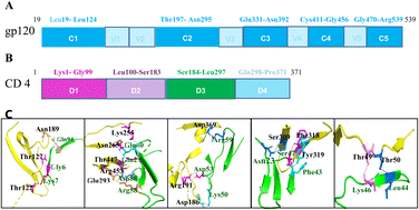 Graphical abstract: Mutation in the D1 domain of CD4 receptor modulates the binding affinity to HIV-1 gp120