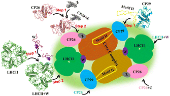 Graphical abstract: Million-atom molecular dynamics simulations reveal the interfacial interactions and assembly of plant PSII-LHCII supercomplex