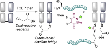 Graphical abstract: Dual reactivity disulfide bridging reagents; enabling new approaches to antibody fragment bioconjugation