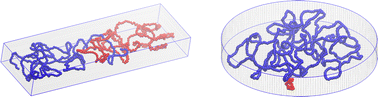 Graphical abstract: Equilibrium behaviour of two cavity-confined polymers: effects of polymer width and system asymmetries