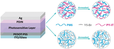 Graphical abstract: Balancing the performance and stability of organic photodiodes with all-polymer active layers