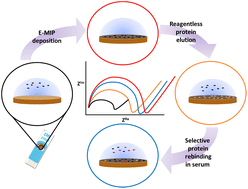 Graphical abstract: Rapid sub-nanomolar protein determination in serum using electropolymerized molecularly imprinted polymers (E-MIPs)