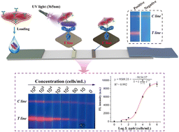 Graphical abstract: Introduction of a multilayered fluorescent nanofilm into lateral flow immunoassay for ultrasensitive detection of Salmonella typhimurium in food samples