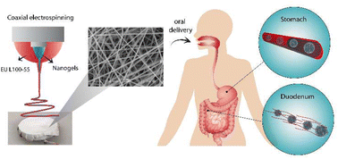 Graphical abstract: Nano-in-nano enteric protein delivery system: coaxial Eudragit® L100-55 fibers containing poly(N-vinylcaprolactam) nanogels