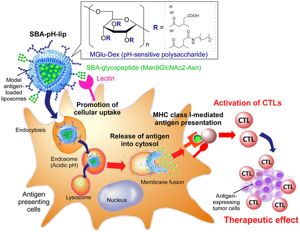 Graphical abstract: Preparation of glycopeptide-modified pH-sensitive liposomes for promoting antigen cross-presentation and induction of antigen-specific cellular immunity