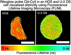 Graphical abstract: Evaluating Riboglow-FLIM probes for RNA sensing