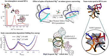 Graphical abstract: Influence of ion and hydration atmospheres on RNA structure and dynamics: insights from advanced theoretical and computational methods