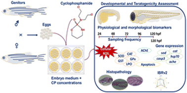 Graphical abstract: Developmental toxicity of the emerging contaminant cyclophosphamide and the integrated biomarker response (IBRv2) in zebrafish