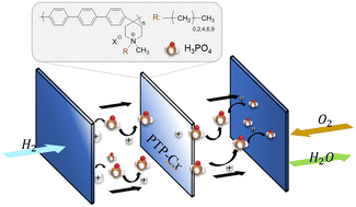 Graphical abstract: The effect of grafted alkyl side chains on the properties of poly(terphenyl piperidinium) based high temperature proton exchange membranes