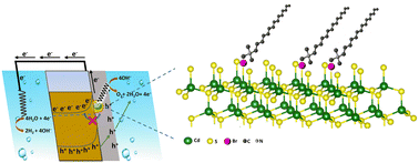 Graphical abstract: Profound influence of surface trap states on the utilization of charge carriers in CdS photoanodes