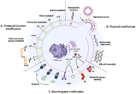 Graphical abstract: Advancing cell surface modification in mammalian cells with synthetic molecules