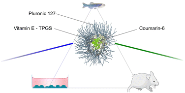 Graphical abstract: Photophysical and biological assessment of coumarin-6 loaded polymeric nanoparticles as a cancer imaging agent