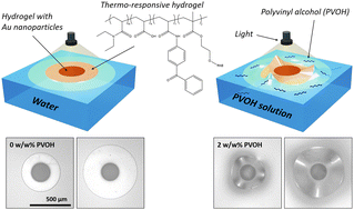 Graphical abstract: Effect of surface tension on elastocapillary wrinkling of interfacially adsorbed hydrogel disks with photothermally programmed swelling profiles