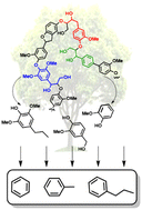 Graphical abstract: A review on recent trends in selective hydrodeoxygenation of lignin derived molecules