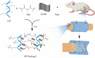 Graphical abstract: Phosphorene hydrogel conduits as “neurotrophin reservoirs” for promoting regeneration of peripheral nerves