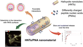 Graphical abstract: Exploiting the interaction between halloysite and charged PNAs for their controlled release