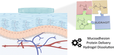 Graphical abstract: The role of Eudragit® as a component of hydrogel formulations for medical devices