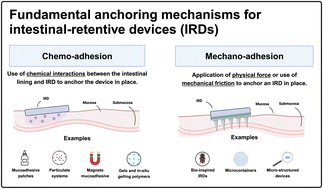 Graphical abstract: Intestinal retentive systems – recent advances and emerging approaches