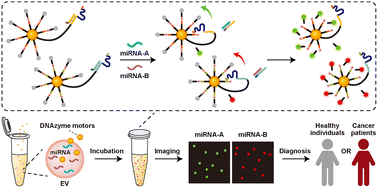 Graphical abstract: An extracellular vesicle microRNA-initiated 3D DNAzyme motor for colorectal cancer diagnosis