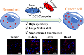 Graphical abstract: A highly selective probe engineered to detect polarity and distinguish normal cells and tumor cells in tissue sections