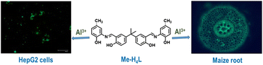 Graphical abstract: Development of a bisphenol A based chemosensor for Al3+ and its application in cell imaging and plant root imaging