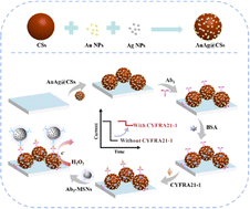 Graphical abstract: High-performance electrochemical immunosensor based on bimetallic gold/silver functionalized carbon spheres for CYFRA 21-1 detection and information protection