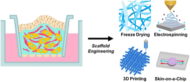 Graphical abstract: Artificial keloid skin models: understanding the pathophysiological mechanisms and application in therapeutic studies