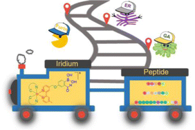 Graphical abstract: Construction of photofunctional peptide conjugates through selective modification of N-terminal cysteine with cyclometallated iridium(iii) 2-formylphenylboronic acid complexes for organelle-specific imaging, enzyme activity sensing and photodynamic therapy