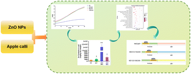 Graphical abstract: Nano zinc oxide activates MdCDF2 to promote DNA replication and cell proliferation in apple calli