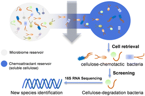 Graphical abstract: A simple three-dimensional microfluidic platform for studying chemotaxis and cell sorting