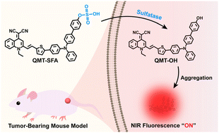 Graphical abstract: Near-infrared AIEgens for sulfatase imaging in breast cancer in vivo