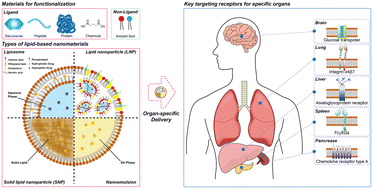 Graphical abstract: Recent advances in functional lipid-based nanomedicines as drug carriers for organ-specific delivery